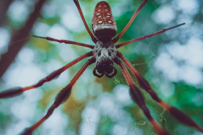 Spiny Orb Weaver паук