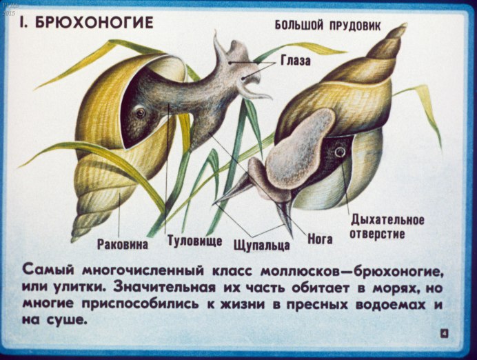 Гастроподы, брюхоногие, морские