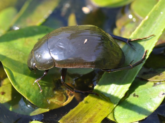 Окаймлённый плавунец (Dytiscus marginalis)