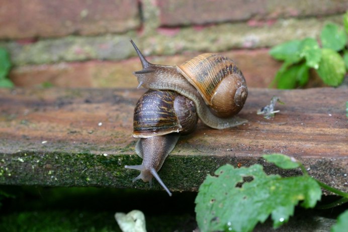 Физа пузырчатая Physa fontinalis