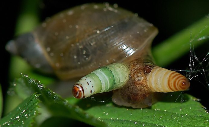 Обыкновенный прудовик (Lymnaea stagnalis)
