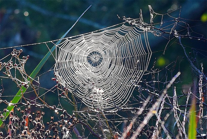 Паук Loxosceles reclusa