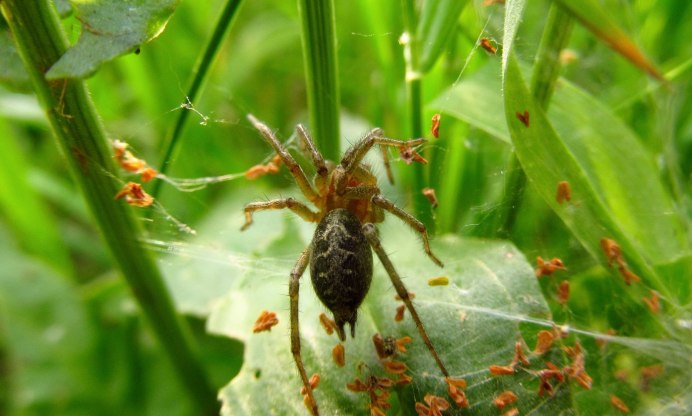 Травяной паук воронковый Agelenidae