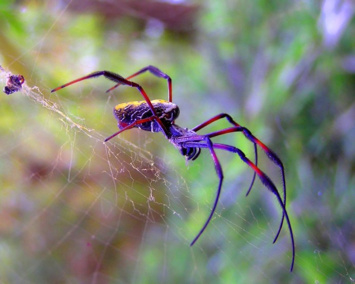 Steatoda Nobilis паук чёрный