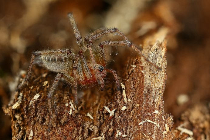 Лабиринтовый паук (Agelena labyrinthica)