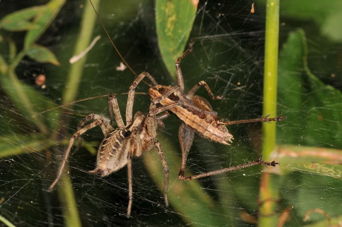 Agelenopsis паук