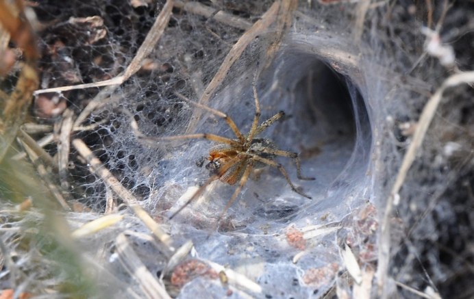 Agelena labyrinthica
