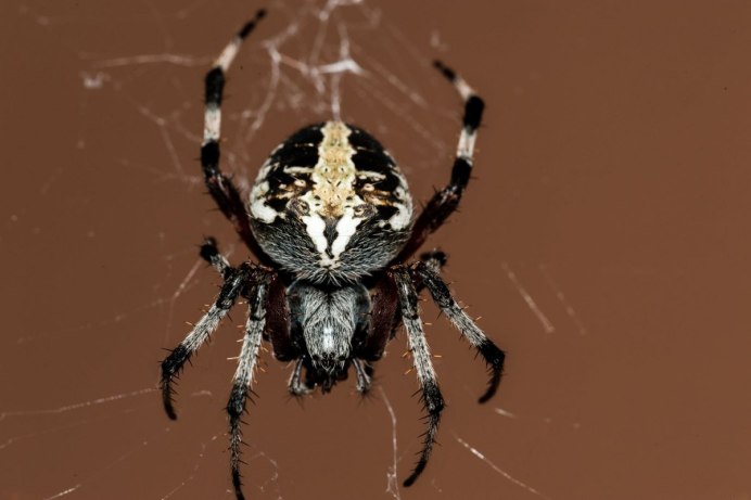 Micrathena sagittata