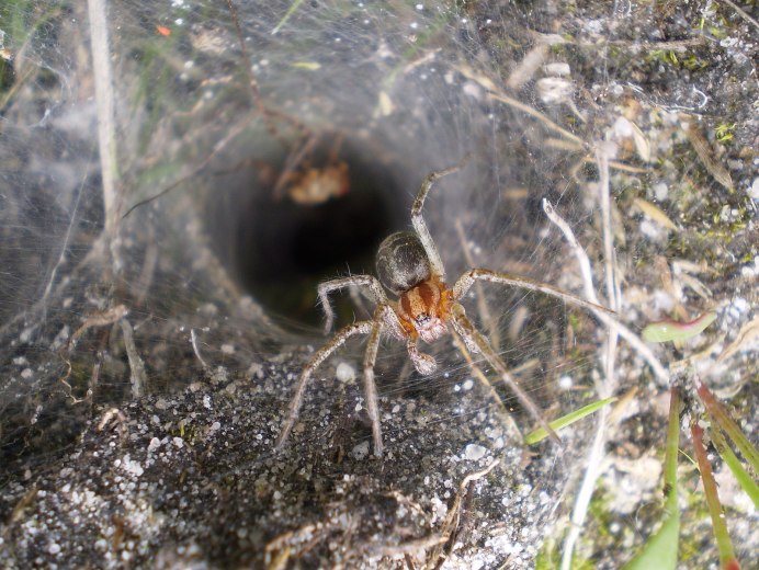 Agelena labyrinthica паутина