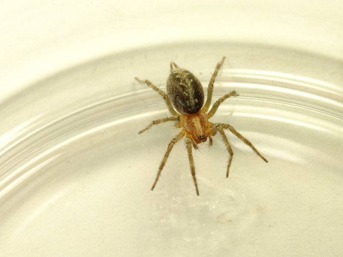 Agelena orientalis