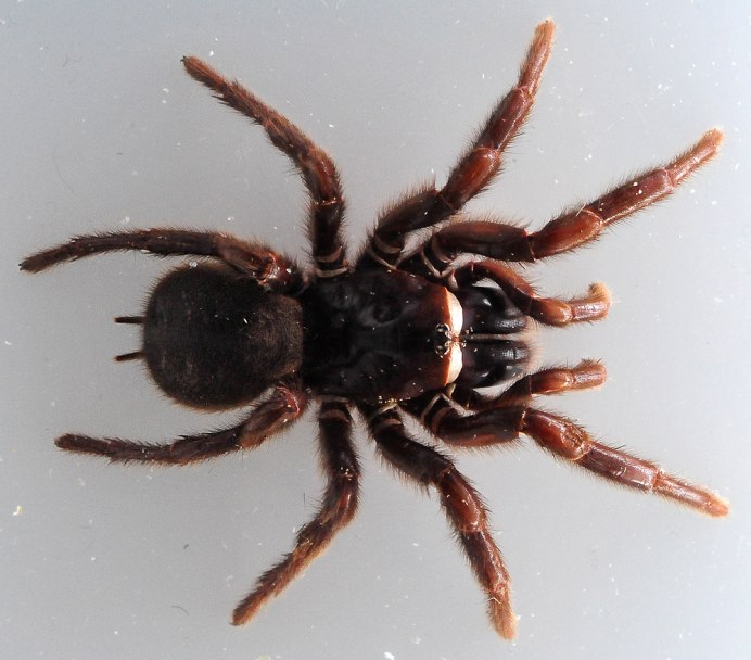 Agelena orientalis