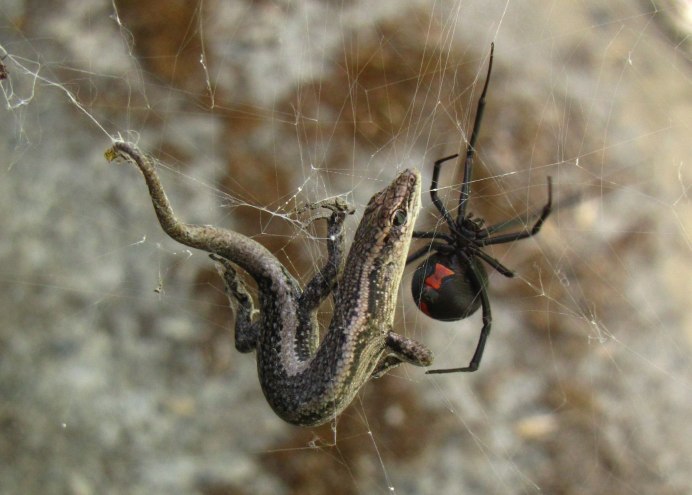 Ген паука Nephila