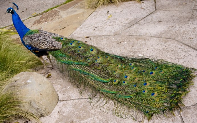 Павлин (Pavo cristatus)