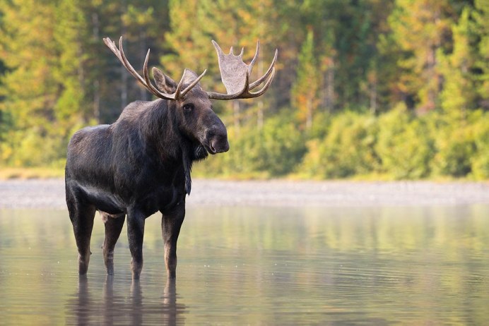 Canadian Moose
