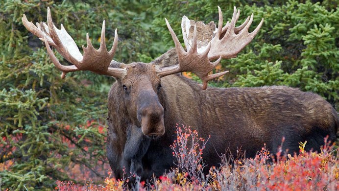 Лось — alces alces l.
