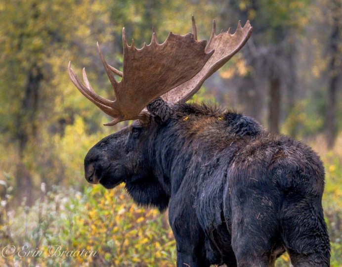 Кавказский Лось alces alces caucasicus