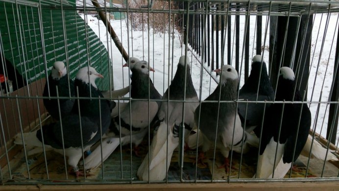 Иранские голуби двухчубые