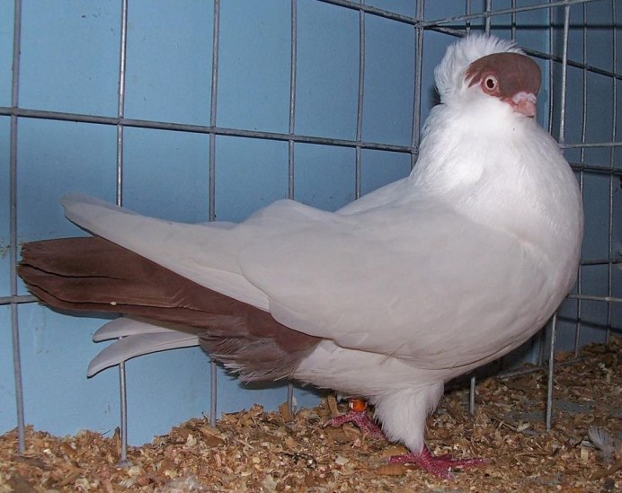 Fancy Pigeons