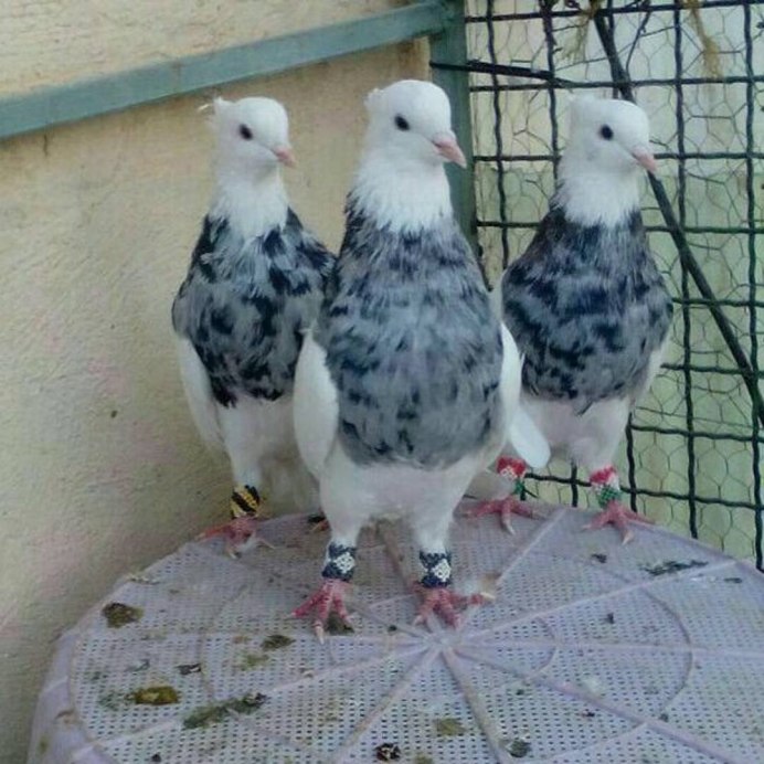 Агараны бойные