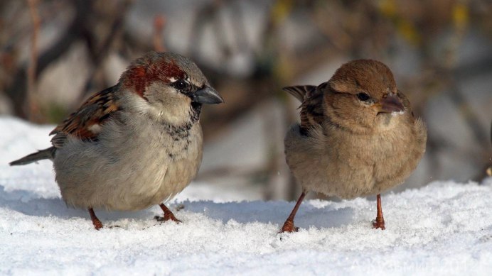 Воробей домовый (passer domesticus) самец