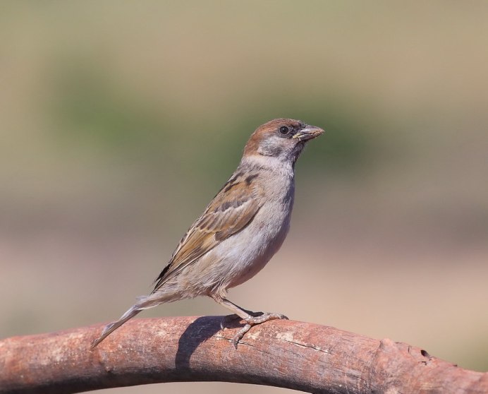 Воробей домовый passer domesticus