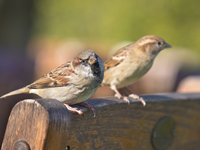 Домовый Воробей – passer domesticus l.