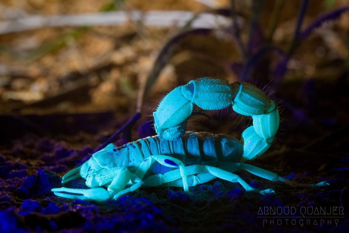 Самый красивый Скорпион