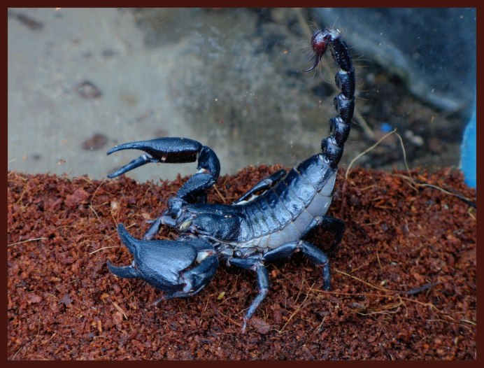 Heterometrus cyaneus