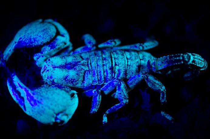 Скорпион Королевский синий