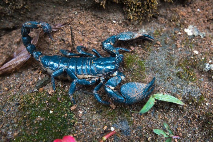 Голубой Императорский Скорпион