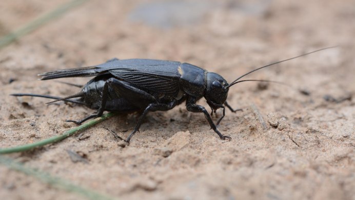 Двупятнистый сверчок Имаго