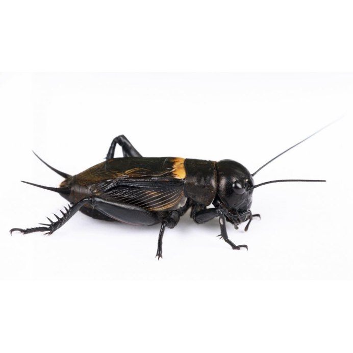 Азиатский сверчок Gryllidae