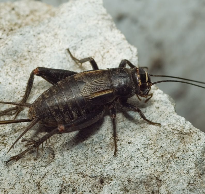 Сверчок черный двупятнистый