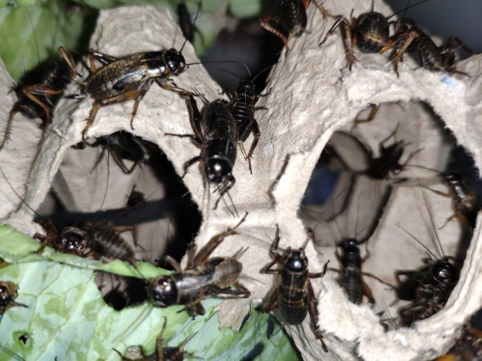 Сверчок двупятнистый предимаго