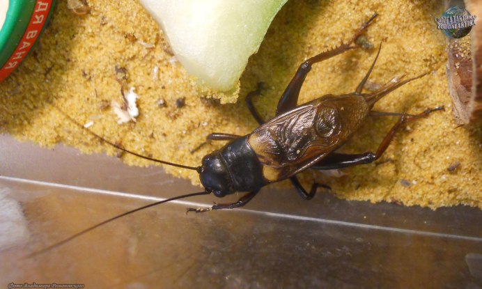 Двупятнистый сверчок Имаго