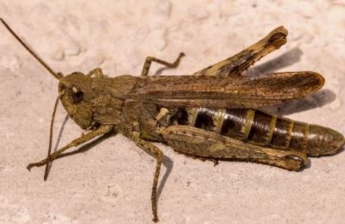 Азиатский сверчок Gryllidae