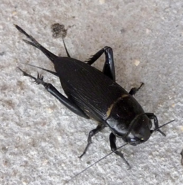 Сверчок Степной