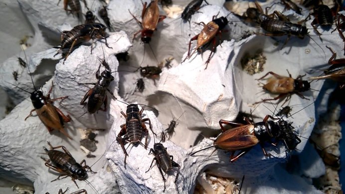 Сверчок обыкновенный насекомое