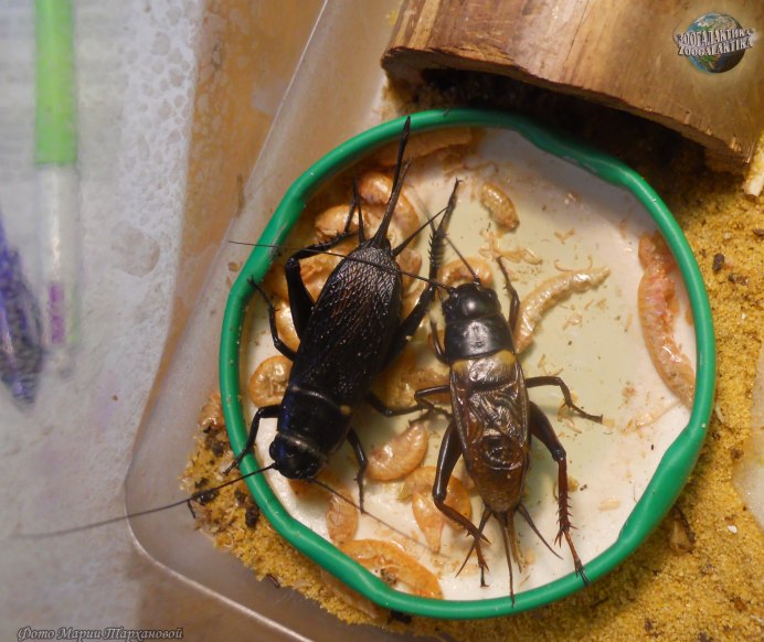 Семейство сверчки — Gryllidae