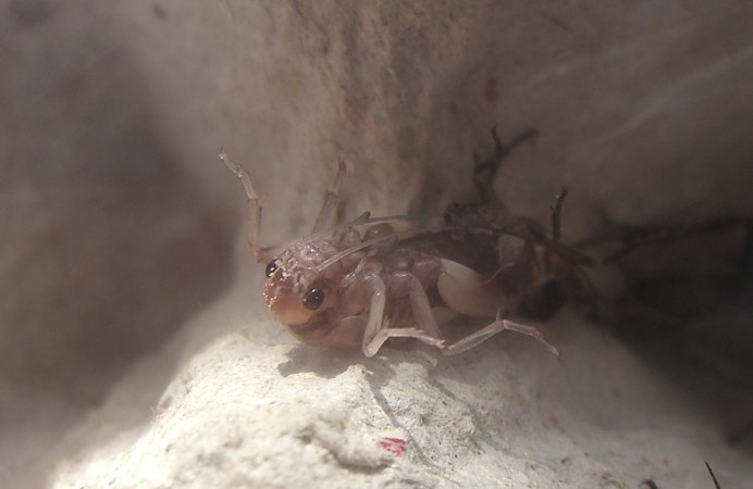 Сверчок домовый самец и самка