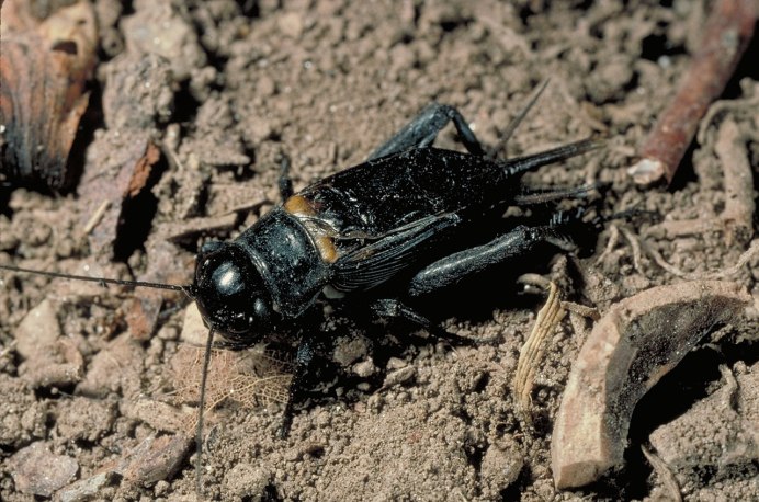 Двупятнистый сверчок Имаго