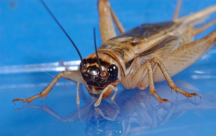 Представители сверчков