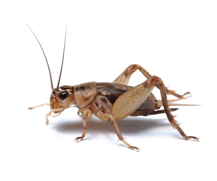 Сверчок полевой