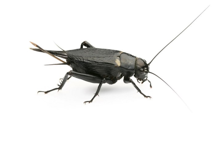 Сверчки Имаго