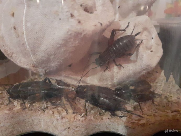 Acheta domesticus Linnaeus