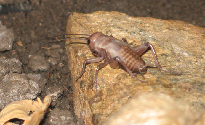 Oecanthus longicauda