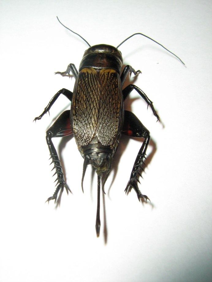 Сверчок двупятнистый Gryllus bimaculatus