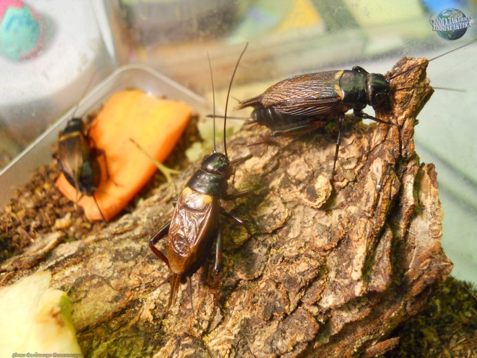 Сверчок бимакулята