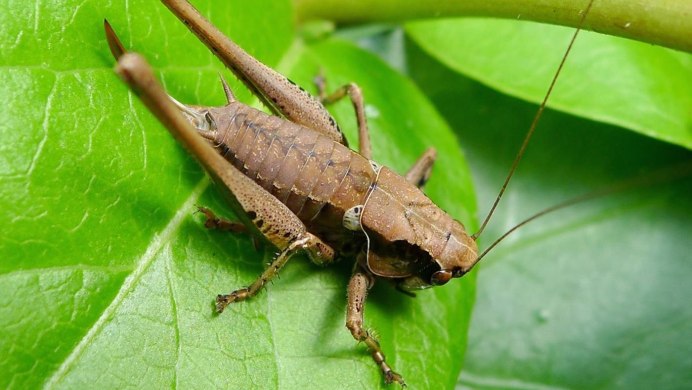 Полевой сверчок кусается