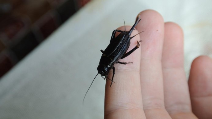 Имаго сверчка двупятнистого